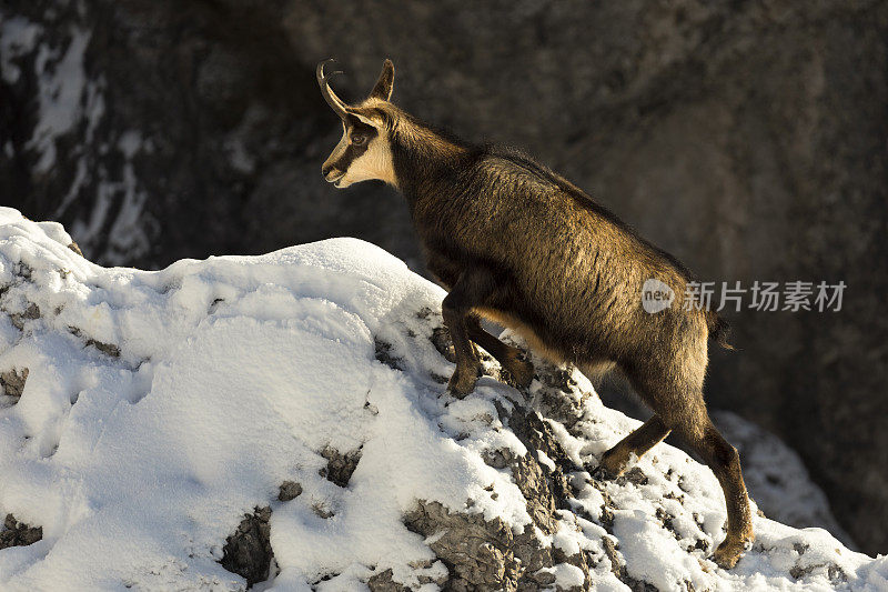 冬天的Chamois, Alps。